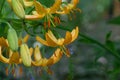 Columbia lily Lilium columbianum orange flowers in natural habitat